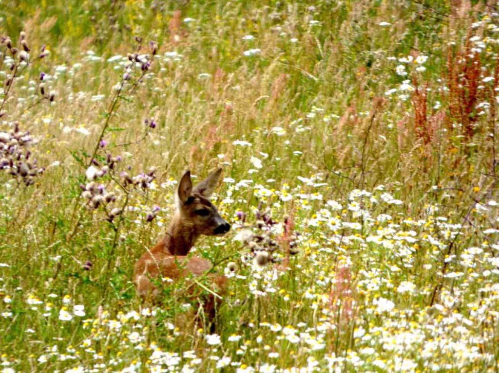 Ferien Rehbeobachtung Sachsen Anhalt, Babyfotos, Babybauchshooting , 8