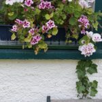 Ferienwohnung Altmark Konik Hof 2, Babyfotos, Babybauchshooting , 12