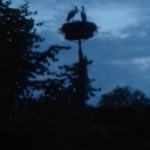 Ferienwohnung Altmark Konik Hof 3, Babyfotos, Babybauchshooting , 16