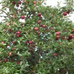 Ferienwohnung Altmark Konik Hof 4, Babyfotos, Babybauchshooting , 17