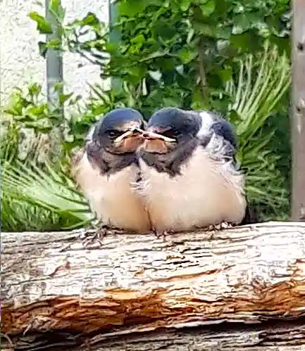 Spenden 2 Ferienwohnung Altmark seltene Tiere 1, Babyfotos, Babybauchshooting , 2