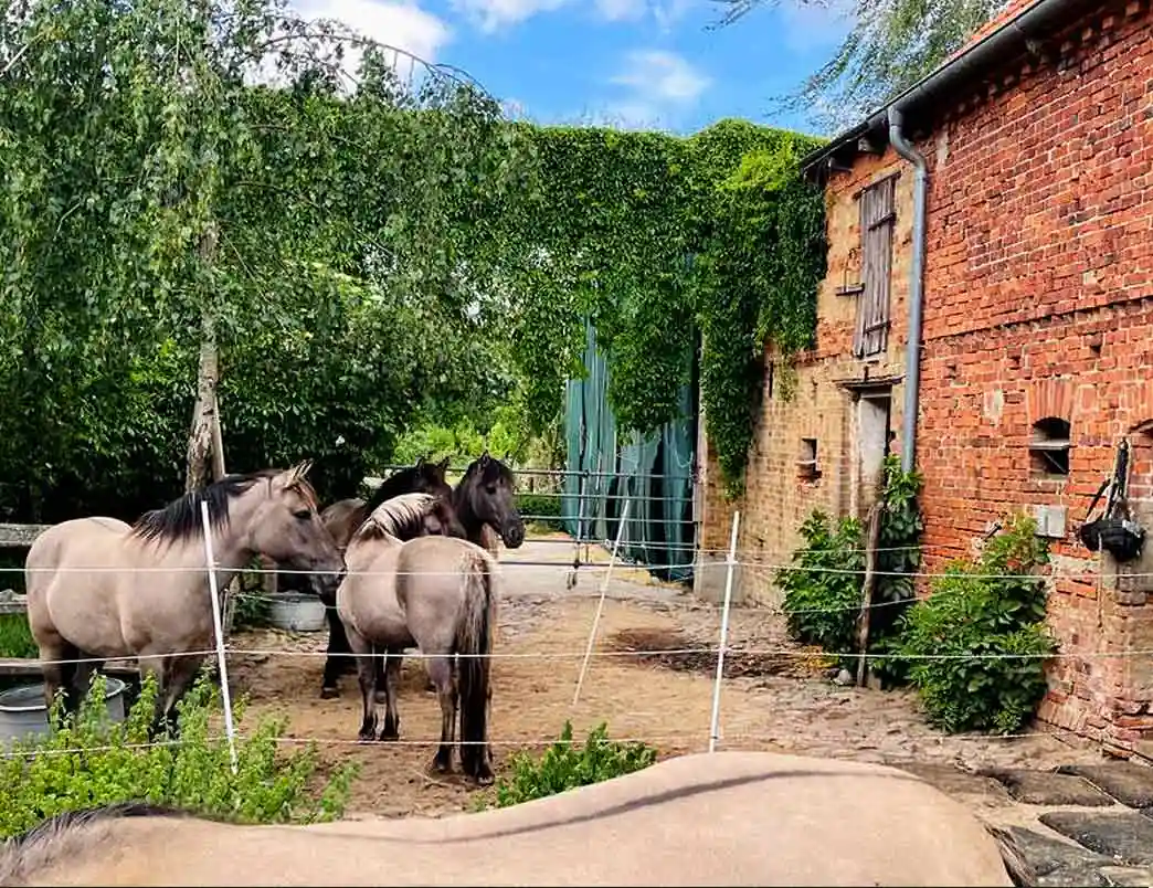 Momente 10 Ferienwohnung Konik Pferdehof Altmark 1, Babyfotos, Babybauchshooting , 10