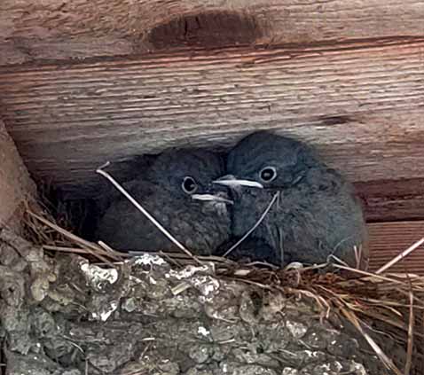 Spenden 5 Ferienwohnung Nest Altmark, Babyfotos, Babybauchshooting , 5