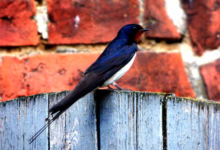 Ferienwohnung Vermietung Altmark, Babyfotos, Babybauchshooting , 6