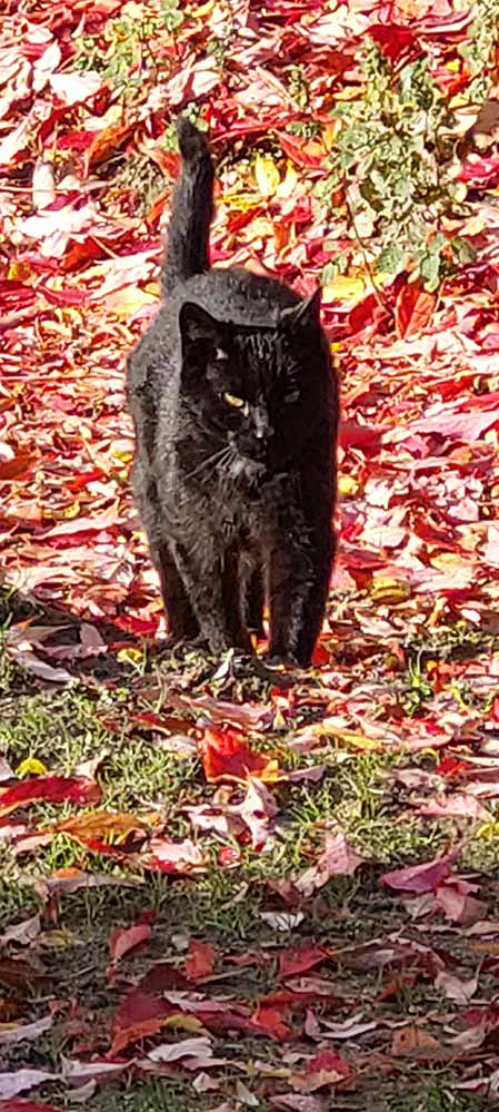 Momente 40 Ferienwohung Indylle Altmark Pferdehof 1, Babyfotos, Babybauchshooting , 40