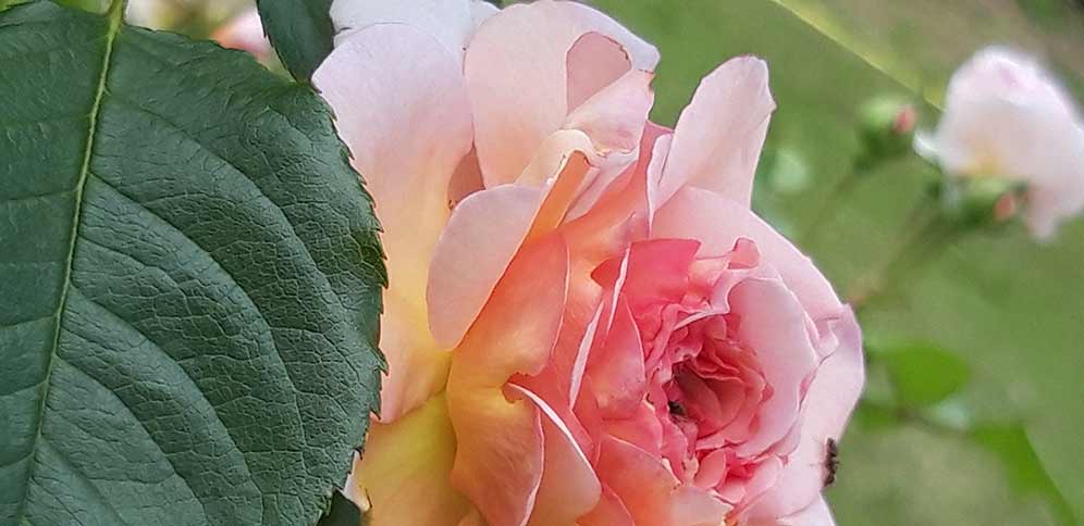 Momente 11 Ferienwohung Indylle Altmark Pferdehof 10, Babyfotos, Babybauchshooting , 11