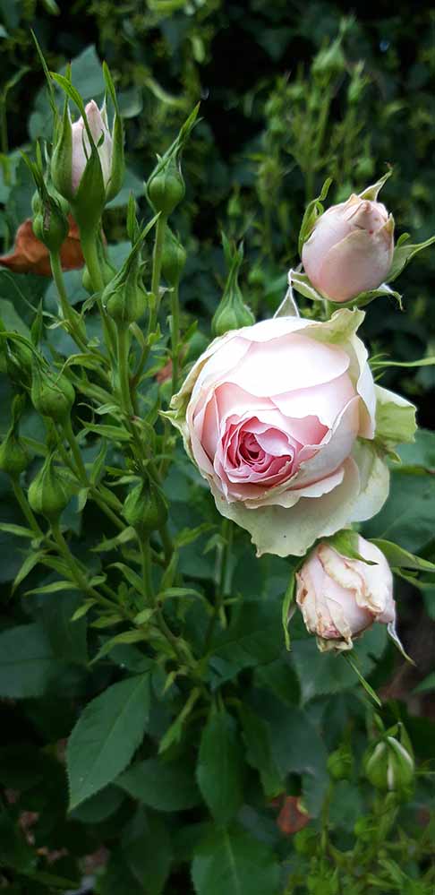 Momente 42 Ferienwohung Indylle Altmark Pferdehof 11, Babyfotos, Babybauchshooting , 42