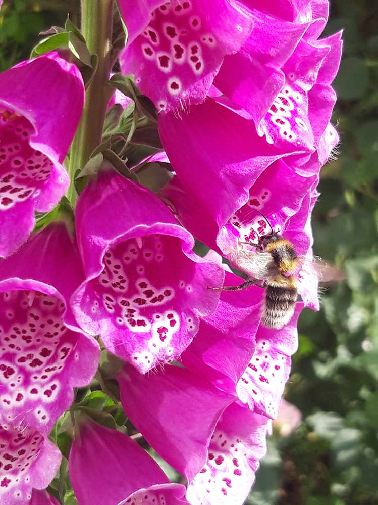 Momente 8 Ferienwohung Indylle Altmark Pferdehof 14, Babyfotos, Babybauchshooting , 8