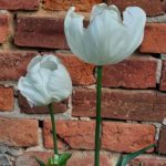 Ferienwohung Indylle Altmark Pferdehof 16 1, Babyfotos, Babybauchshooting , 10