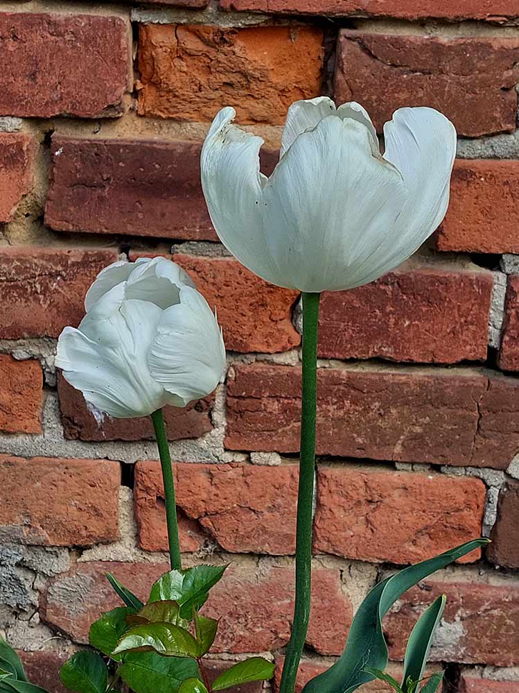 Momente 34 Ferienwohung Indylle Altmark Pferdehof 16, Babyfotos, Babybauchshooting , 34