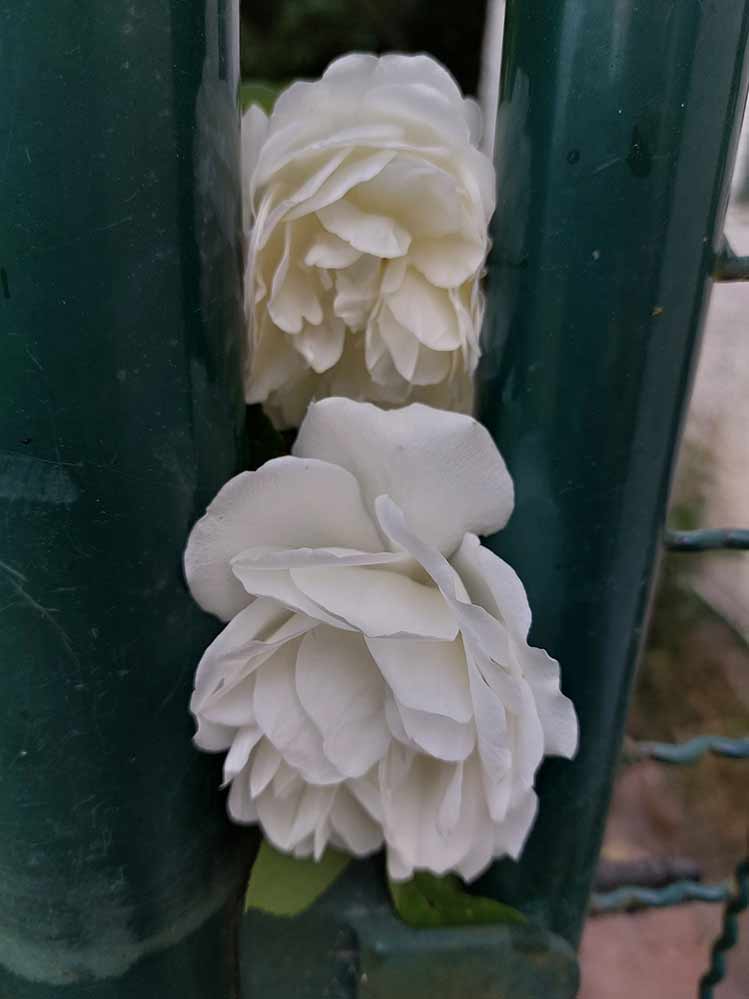 Momente 25 Ferienwohung Indylle Altmark Pferdehof 17, Babyfotos, Babybauchshooting , 25