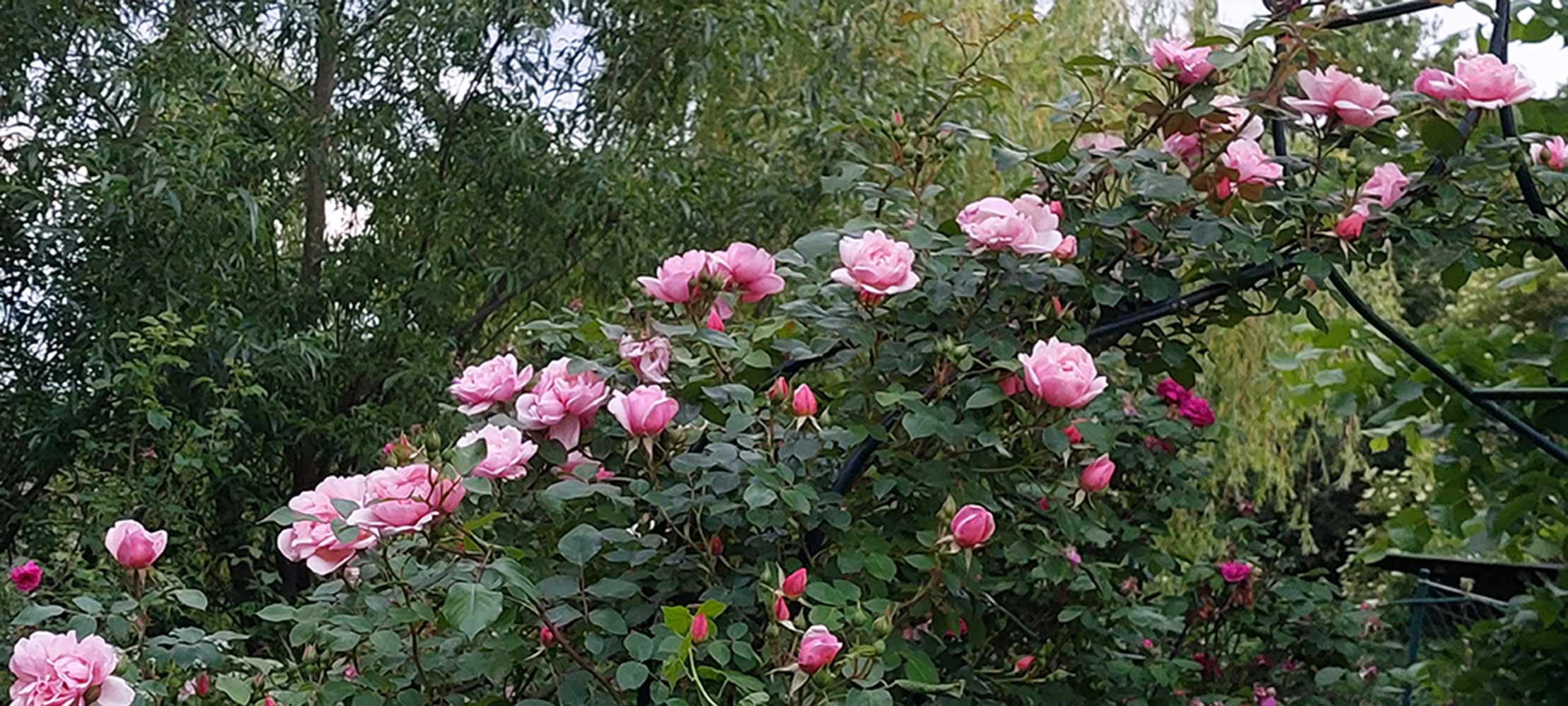 Momente 43 Ferienwohung Indylle Altmark Pferdehof 22, Babyfotos, Babybauchshooting , 43