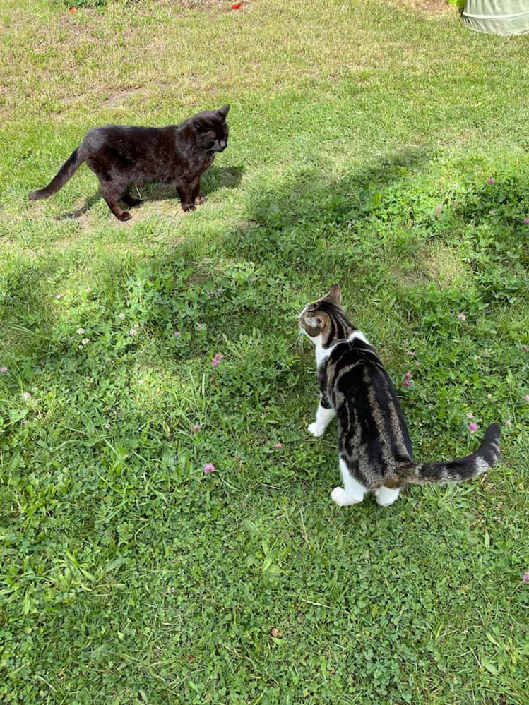 Momente 41 Ferienwohung Indylle Altmark Pferdehof 4, Babyfotos, Babybauchshooting , 41