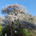 Fruehling, Babyfotos, Babybauchshooting , 19