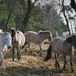 Heimweg, Babyfotos, Babybauchshooting , 15