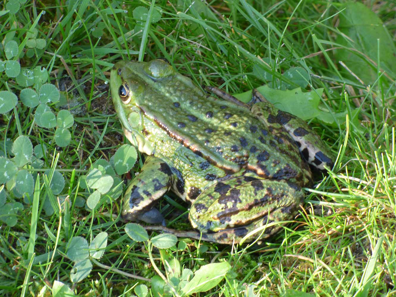 Momente 21 Hofleben, Babyfotos, Babybauchshooting , 21