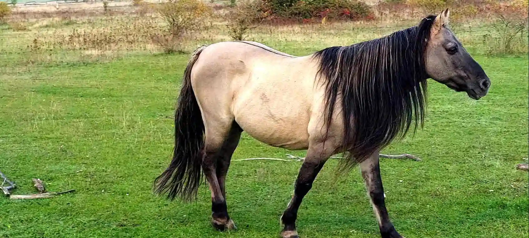 Konik Pferdehof Altmark, Babyfotos, Babybauchshooting , 5