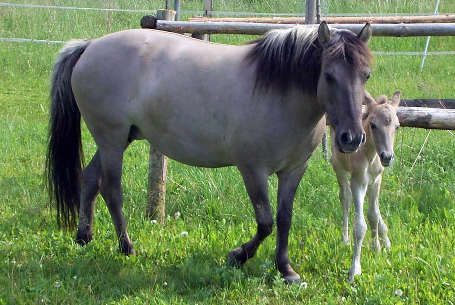 Spenden 13 Konik Zucht, Babyfotos, Babybauchshooting , 13