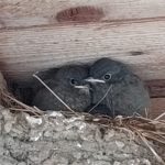 Mini Rotschwaenze, Babyfotos, Babybauchshooting , 21