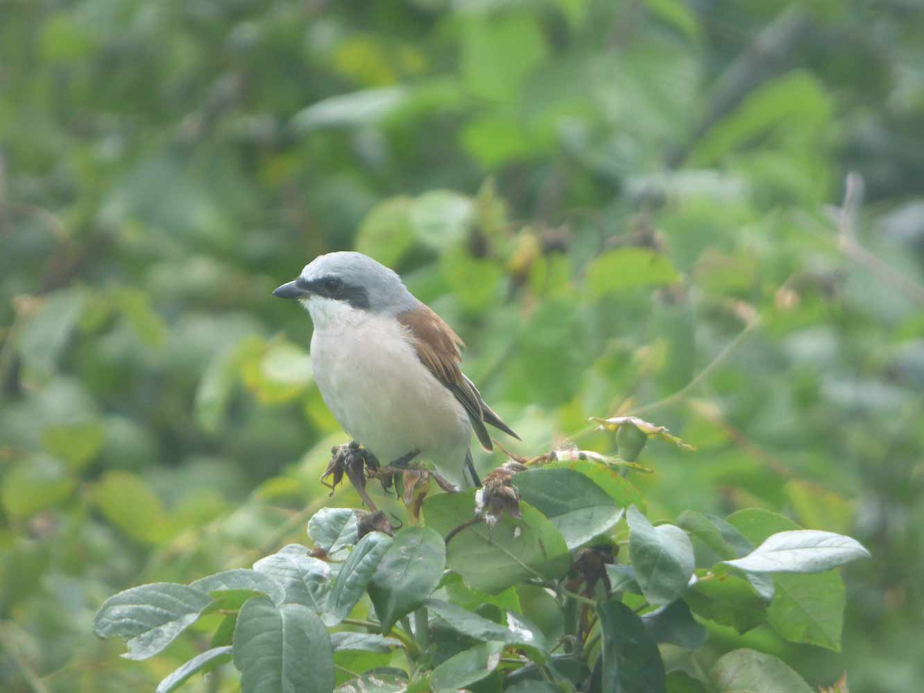 Momente 22 Neuntoeter, Babyfotos, Babybauchshooting , 22