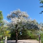 Pferdeauslauf 1, Babyfotos, Babybauchshooting , 22