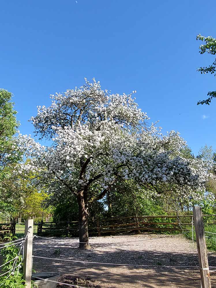 Momente 12 Pferdeauslauf, Babyfotos, Babybauchshooting , 12