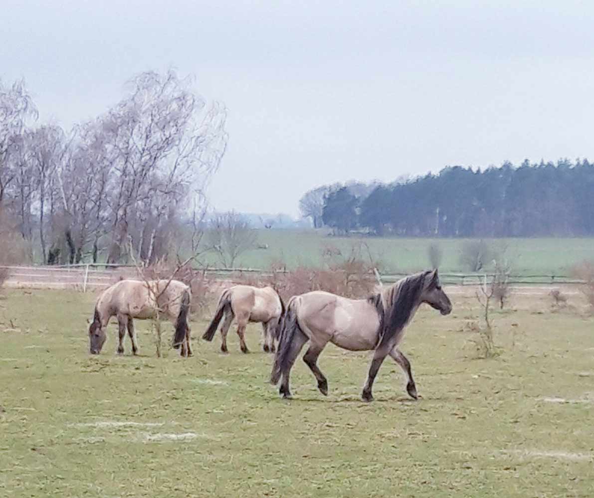 Spenden 7 Pferdehof Ferien auf dem Land Tierstation 5, Babyfotos, Babybauchshooting , 7