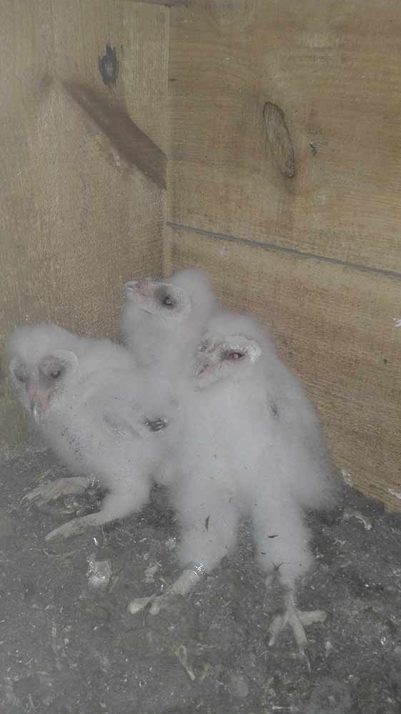 Spenden 8 Schleiereulennachwuchs, Babyfotos, Babybauchshooting , 8