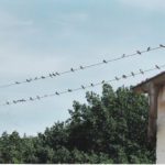 Schwalbennachwuchs, Babyfotos, Babybauchshooting , 23