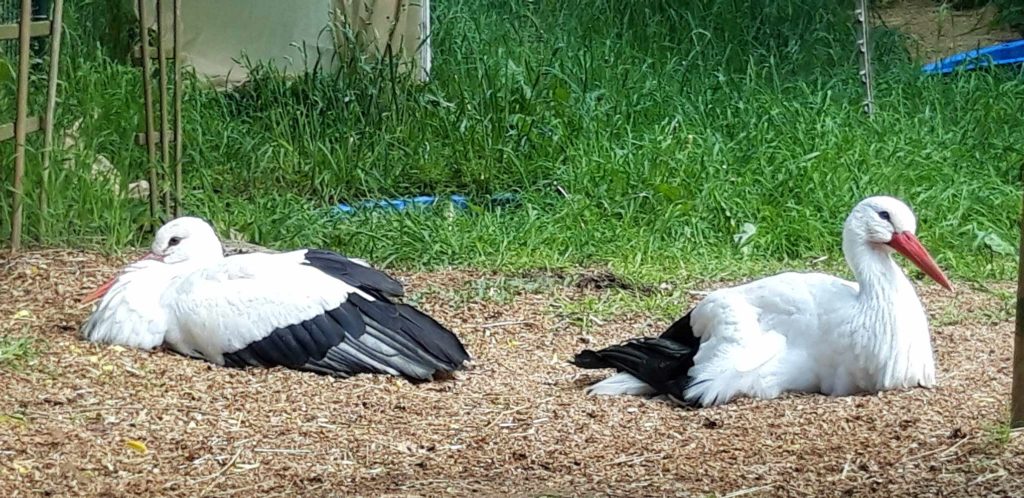 Spenden 6 Spendenaufruf3 2, Babyfotos, Babybauchshooting , 6