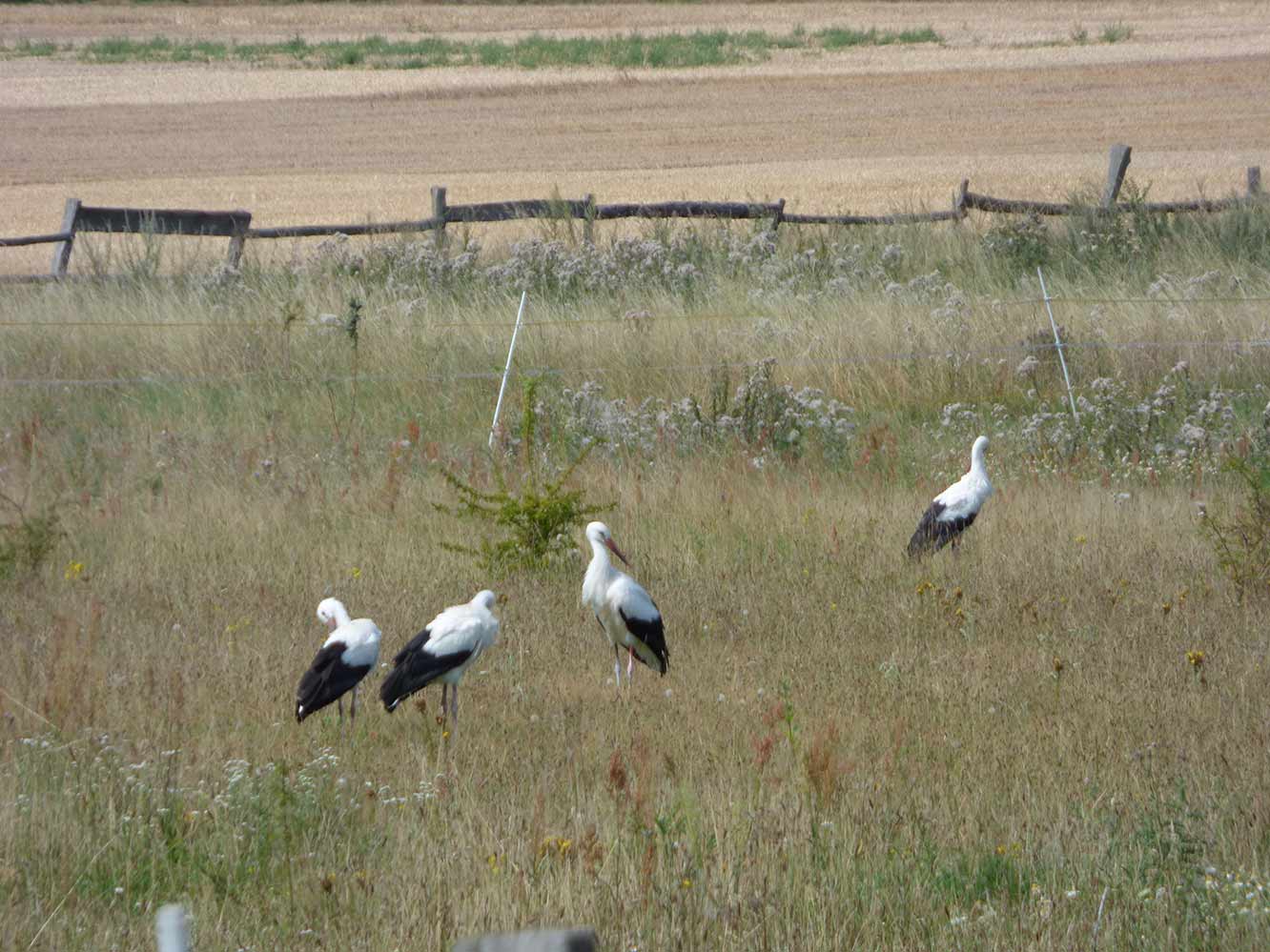 Momente 39 Storchnachwuchs 1, Babyfotos, Babybauchshooting , 39