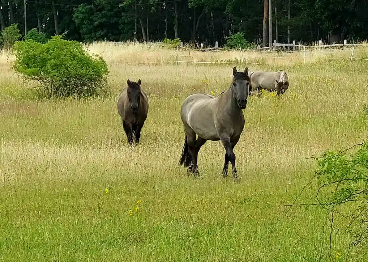Momente 13 Urlaub Pferde Konikhof Altmark, Babyfotos, Babybauchshooting , 13