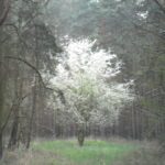 Waldmagie 1, Babyfotos, Babybauchshooting , 14