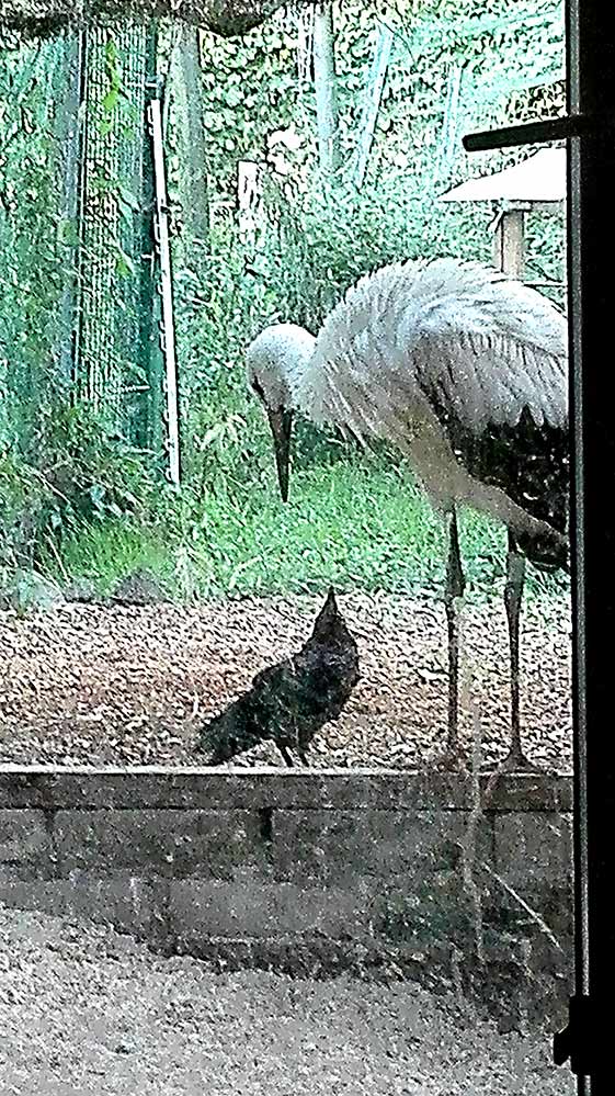 Kontakt 1 Wildtierkommunikation, Babyfotos, Babybauchshooting , 1